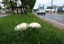 Pesquisadores da Ufopa encontram cogumelo tóxico em áreas urbanas de Santarém