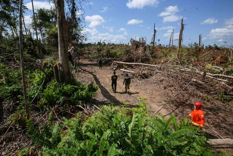 Desmatamento na Amazônia cresce e Pará aparece em primeiro lugar Jornal O Impacto