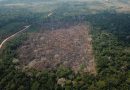 Indenizações por desmatamento ilegal na Amazônia já passam dos R$ 316 milhões