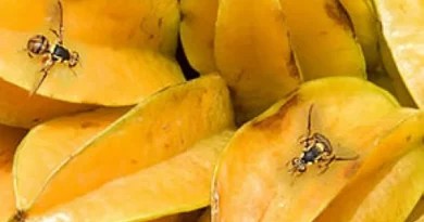 Adepará intensifica fiscalização contra a mosca da carambola região do Baixo Amazonas