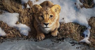 ‘Mufasa: O Rei Leão’ tem primeiro trailer divulgado
