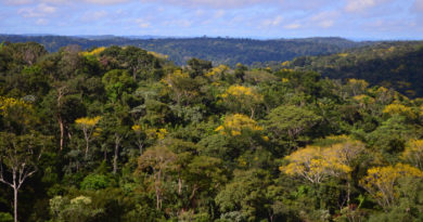 Pará – Tribunal impede diminuição dos limites da Flona Jamanxim