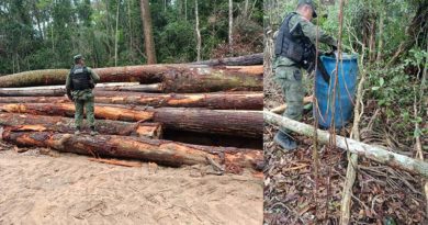 Santarém- Polícia Ambiental apreende 250 metros de madeira ilegal no ramal da Bananinha