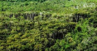 CNMP suspende recomendação para anular contrato de carbono do Pará