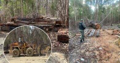 Polícia Ambiental apreende madeira e equipamentos em pátio clandestino