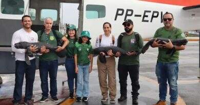 Operação conjunta resgata três filhotes de peixe-boi em Santarém